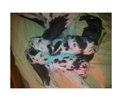 7 AKC Great Dane Puppies availabe with exceptional markings - 4