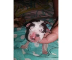 7 AKC Great Dane Puppies availabe with exceptional markings - 5