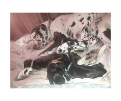 7 AKC Great Dane Puppies availabe with exceptional markings - 7