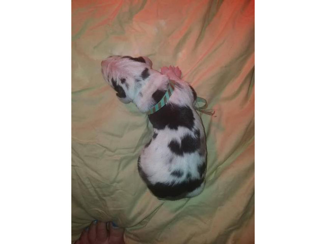 7 AKC Great Dane Puppies availabe with exceptional markings in Danville, Virginia - Puppies for ...