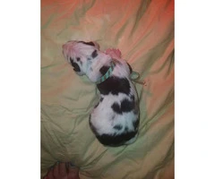7 AKC Great Dane Puppies availabe with exceptional markings - 8