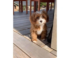 14 week old Cavapoo puppy available