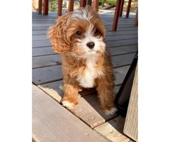 14 week old Cavapoo puppy available - 2