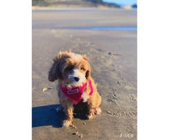 14 week old Cavapoo puppy available - 3