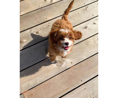 14 week old Cavapoo puppy available in Portland, Oregon ...