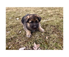 4 German Shepherd puppies Available