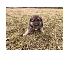 4 German Shepherd puppies Available