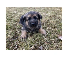 4 German Shepherd puppies Available