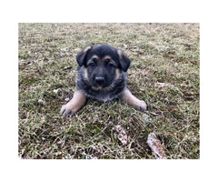 4 German Shepherd puppies Available