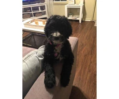 9 week old female golden doodle pup for sale