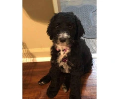 9 week old female golden doodle pup for sale - 2