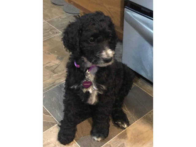 9 week old female golden doodle pup for sale in ...