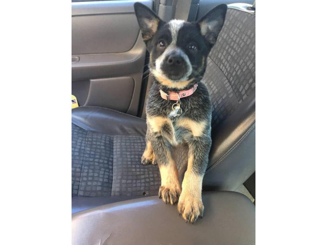 purebred blue heeler puppy