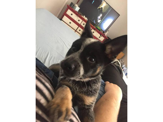 3.5 months old purebred blue heeler puppy in Waco, Texas - Puppies for