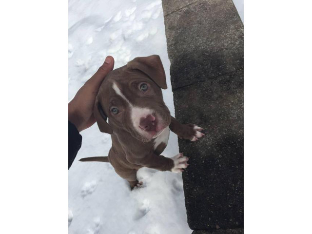 Male three month old pure breed Red Nose Pitbull Puppy for