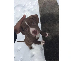Male three month old pure breed Red Nose Pitbull Puppy for sale - 1