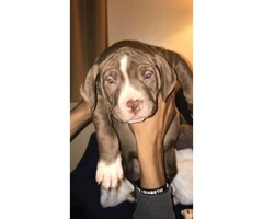 Male three month old pure breed Red Nose Pitbull Puppy for sale - 2