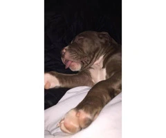 Male three month old pure breed Red Nose Pitbull Puppy for sale - 3