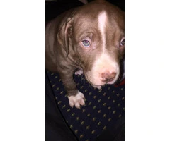 Male three month old pure breed Red Nose Pitbull Puppy for sale - 4