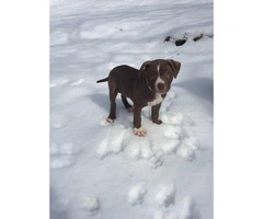 Male three month old pure breed Red Nose Pitbull Puppy for sale - 5