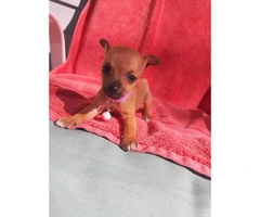 AKC Registered Toy Chihuahua currently 9 weeks old