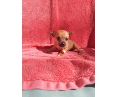 AKC Registered Toy Chihuahua currently 9 weeks old - 2