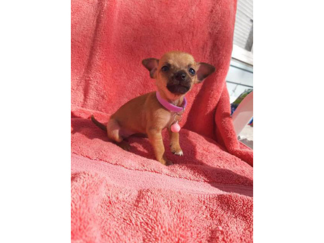 AKC Registered Toy Chihuahua currently 9 weeks old in