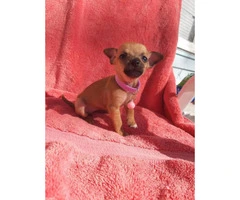 AKC Registered Toy Chihuahua currently 9 weeks old - 3