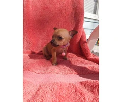 AKC Registered Toy Chihuahua currently 9 weeks old - 4