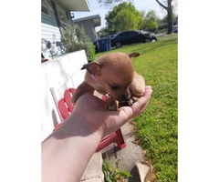 AKC Registered Toy Chihuahua currently 9 weeks old - 5