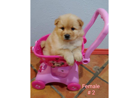 Absolutely Gorgeous Registered AKC chow chow puppies