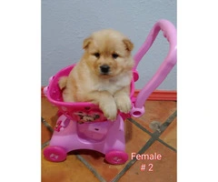 Absolutely Gorgeous Registered AKC chow chow puppies - 1