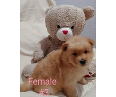 Absolutely Gorgeous Registered AKC chow chow puppies - 2