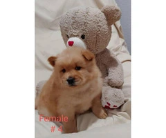 Absolutely Gorgeous Registered AKC chow chow puppies - 4