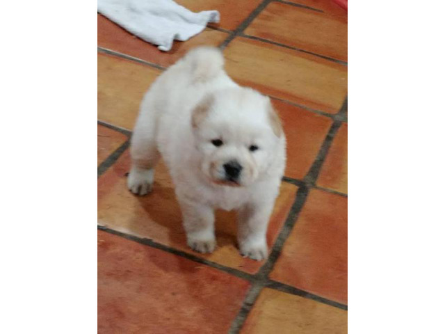 Absolutely Registered AKC chow chow puppies in