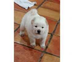 Absolutely Gorgeous Registered AKC chow chow puppies - 6