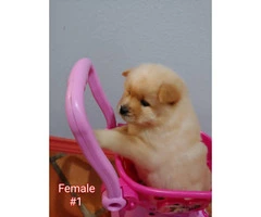 Absolutely Gorgeous Registered AKC chow chow puppies - 8