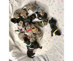 Great Dane Puppies 1 Merle male with 3 black female left - 1