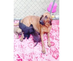 Beautiful Bloodhound puppies total of 5 puppies - 10