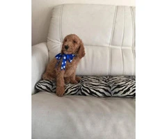 Standard Poodle puppies had their first set of shots, and have been dewormed - 2