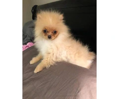 AKC male Toy Pomeranian Puppy for Sale - 1