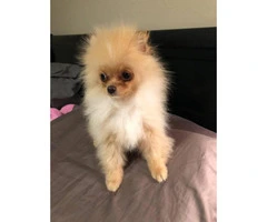 AKC male Toy Pomeranian Puppy for Sale - 2