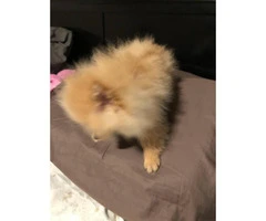 AKC male Toy Pomeranian Puppy for Sale - 3