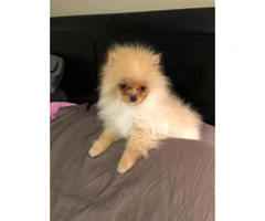 AKC male Toy Pomeranian Puppy for Sale - 4
