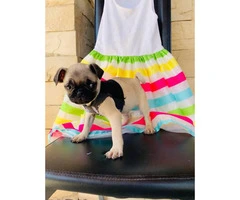 Really cute Pug puppies 2 months old only Males
