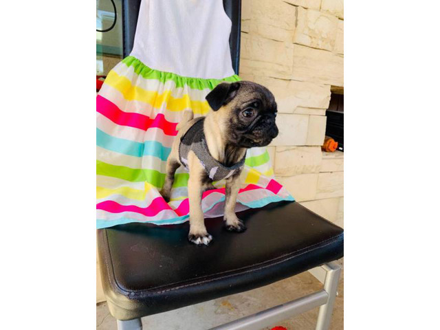 Really cute Pug puppies 2 months old only Males Tempe - Puppies for