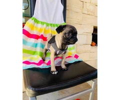 Really cute Pug puppies 2 months old only Males - 2