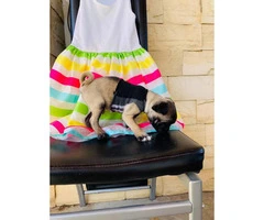 Really cute Pug puppies 2 months old only Males - 3