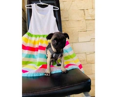 Really cute Pug puppies 2 months old only Males - 4