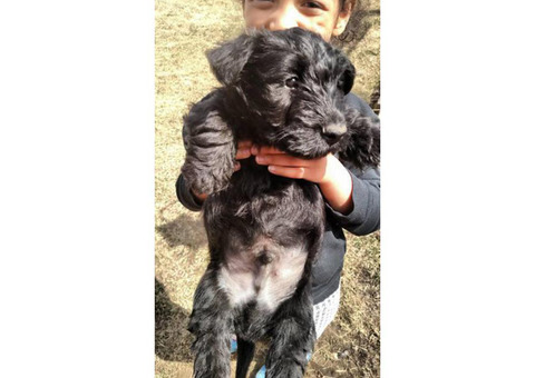 3 Adorable Scottish Terrier Puppies